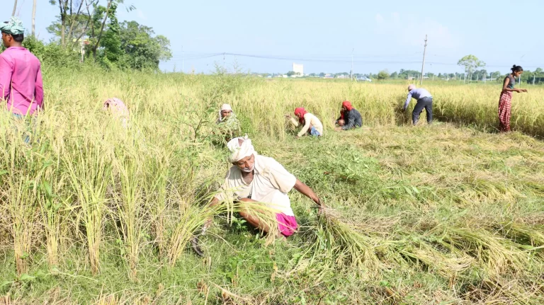 चितवनमा धान रोप्नेदेखि काट्नेसम्म तराई र भारतका श्रमिकको भर