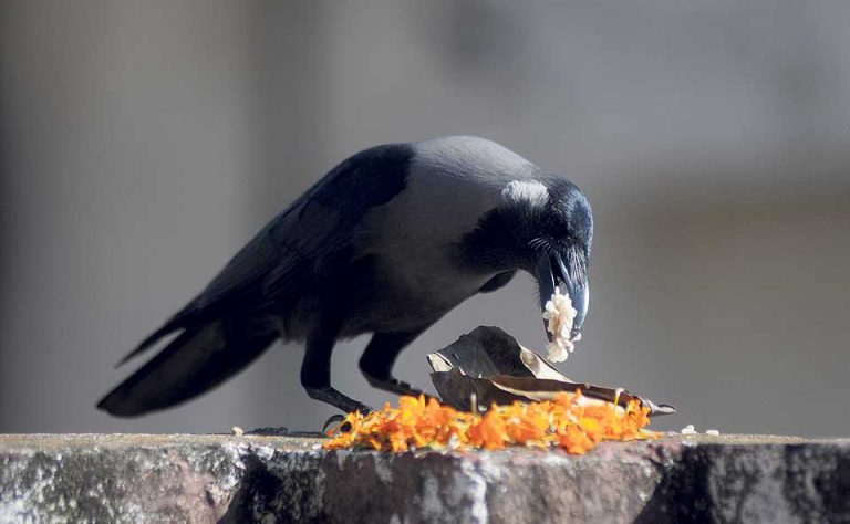 आज काग तिहार