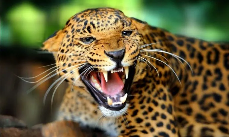 चितुवाको आक्रमणबाट बालिकाको मृत्यु