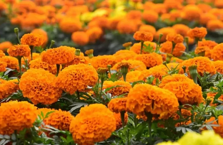 तिहारअघि नै सयपत्री फूलको माग बढ्यो