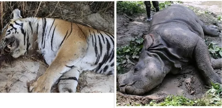 चितवन राष्ट्रिय निकुञ्जमा पाटे बाघ र गैंडा मृत भेटिए