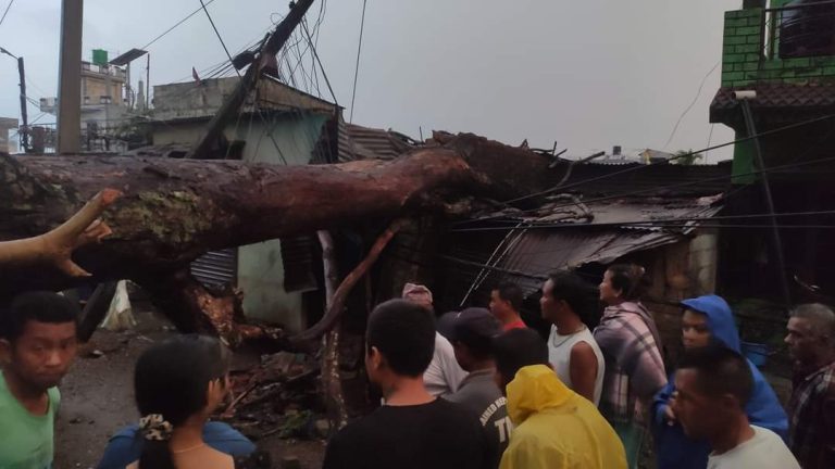 भरतपुरमा पानी सहितको हावाहुरीले रुख ढलेर दुई घरमा क्षती