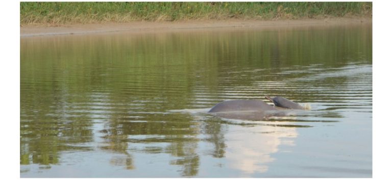 कैलालीमा दुर्लभ डल्फिन अवलोकन सिजन सुरु